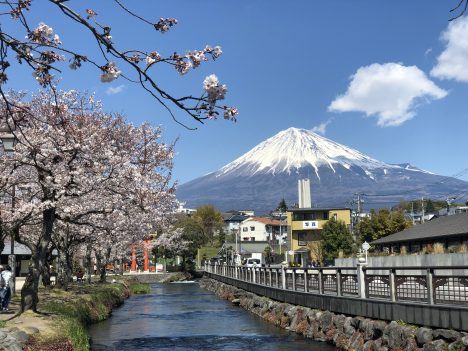 ポカポカ陽気〜 富士山と桜