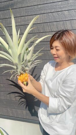 🍍収穫と二代目🍍